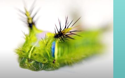 Did You Know : Creepy Crawlers Medically Beneficial?