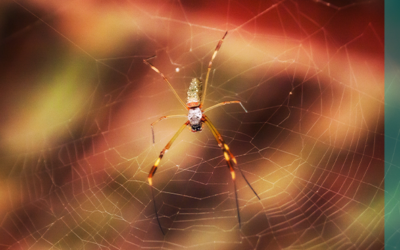 Behind the scenes of web-weaving