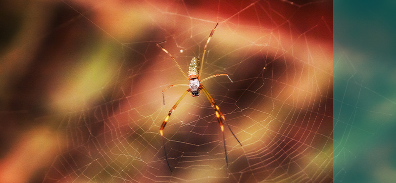 Behind the scenes of web-weaving